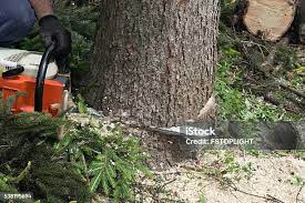 Best Stump Grinding and Removal  in Point, TX