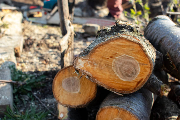 Best Aeration Services  in Point, TX