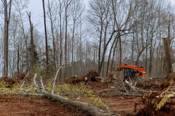 How Our Tree Care Process Works  in  Point, TX
