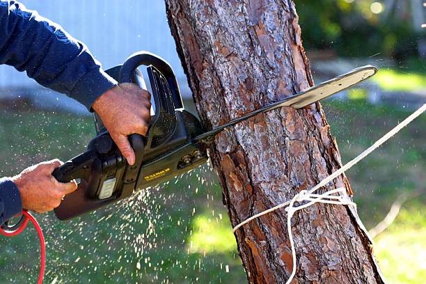 Tree and Shrub Care in Point, TX