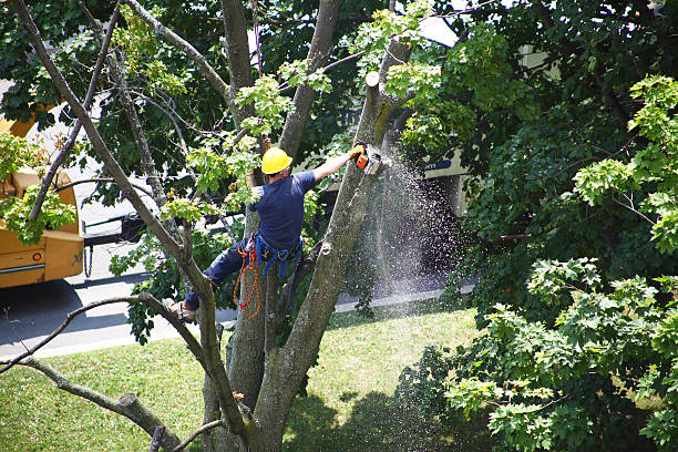 Best Storm Damage Tree Cleanup  in Point, TX