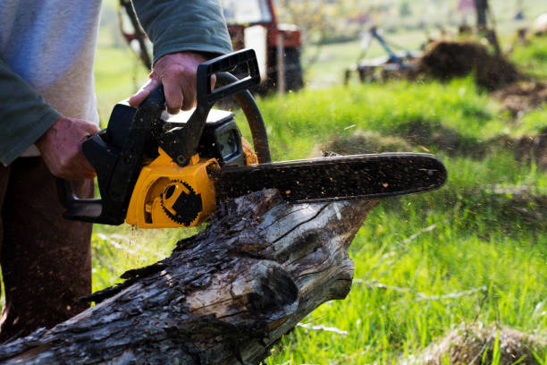  Point, TX Tree Care Pros