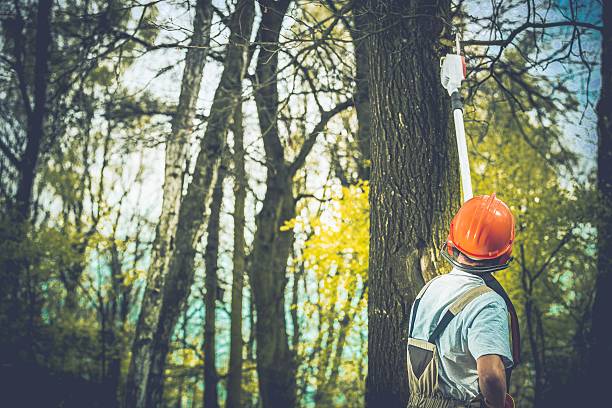 Best Tree Removal  in Point, TX